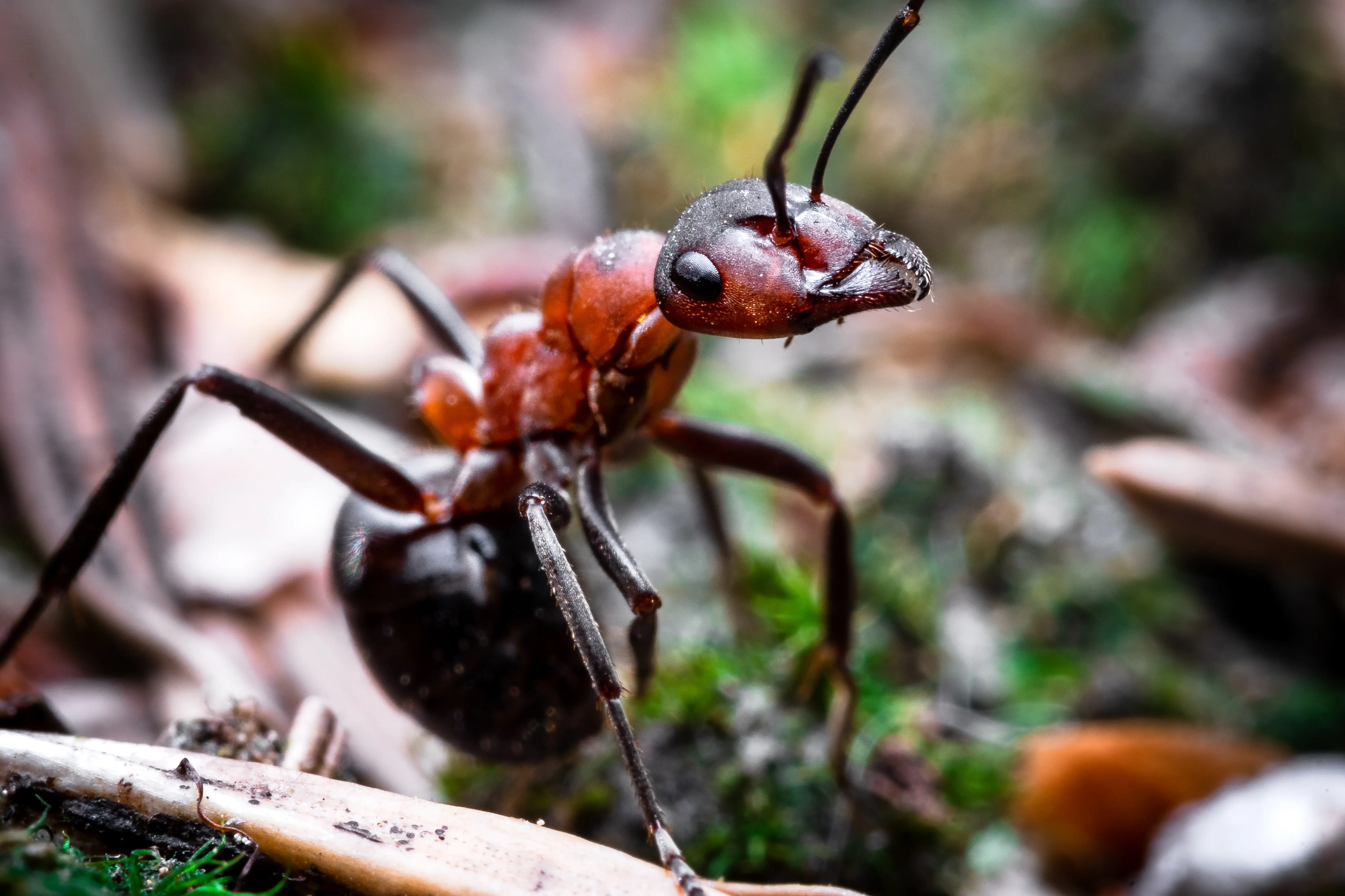 The Big Red Ants