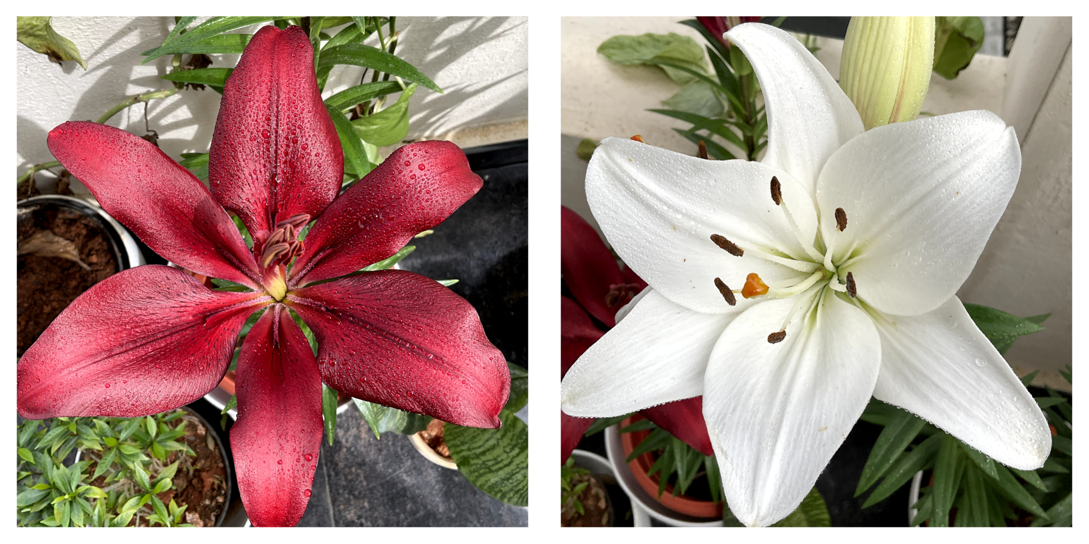 My Lilies