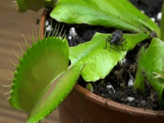 A venus flytrap engulphing an insect.